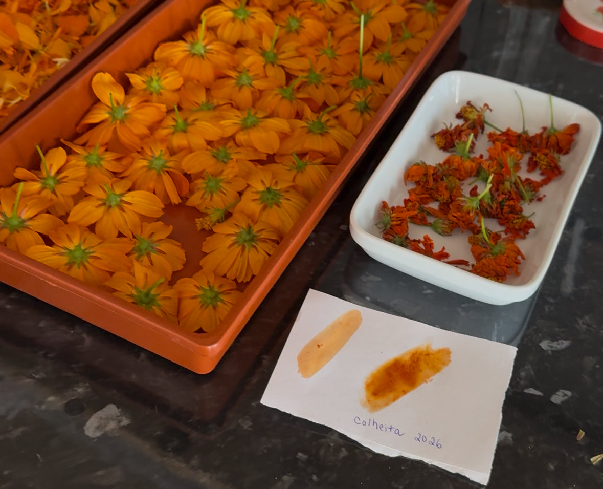 Flores de cosmos sulfúreo colhidas e testes de cor natural, colheita 2026