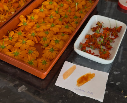 Flores de cosmos sulfúreo colhidas e testes de cor natural, colheita 2026