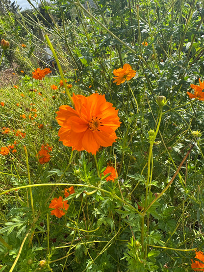 Flores de cosmos cor de laranja no jardim BlancArt