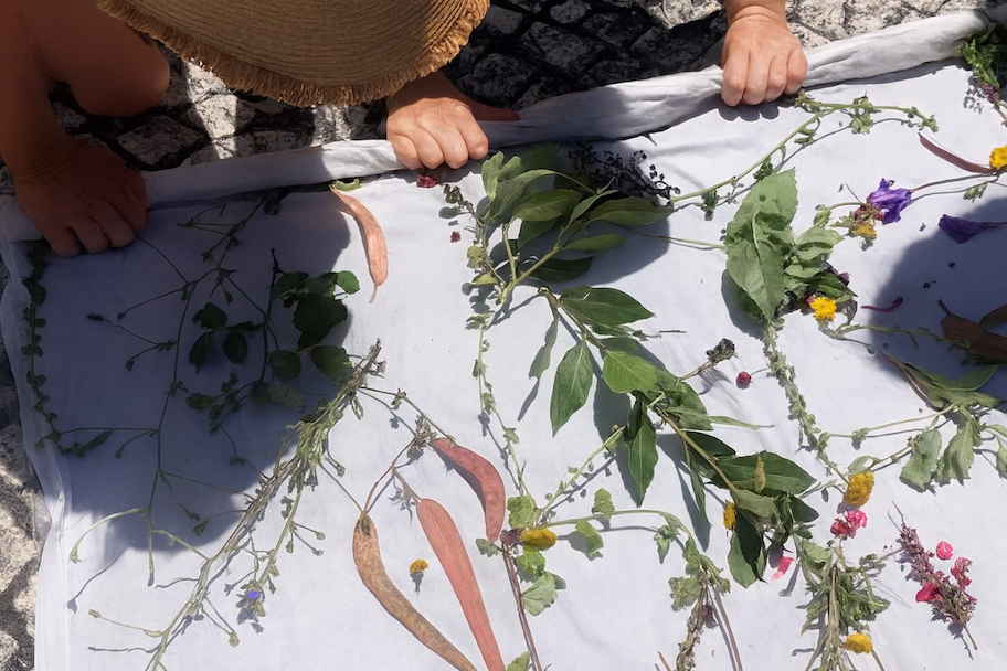 Plantes récoltées